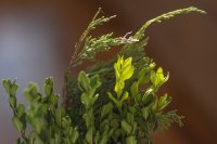 Wat zijn de uitdagingen en kansen voor groene ondernemers in de taxus- en liguster branche?