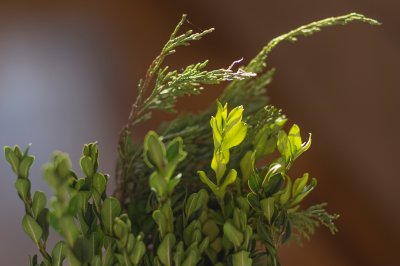 Wat zijn de uitdagingen en kansen voor groene ondernemers in de taxus- en liguster branche?